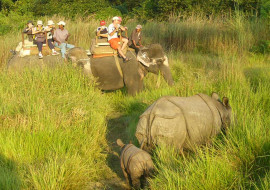 Game Drive (Chitwan National Park Tour)